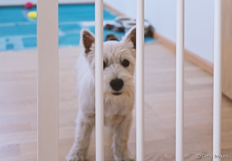 O portão para cachorro pode ser útil em diversas situações