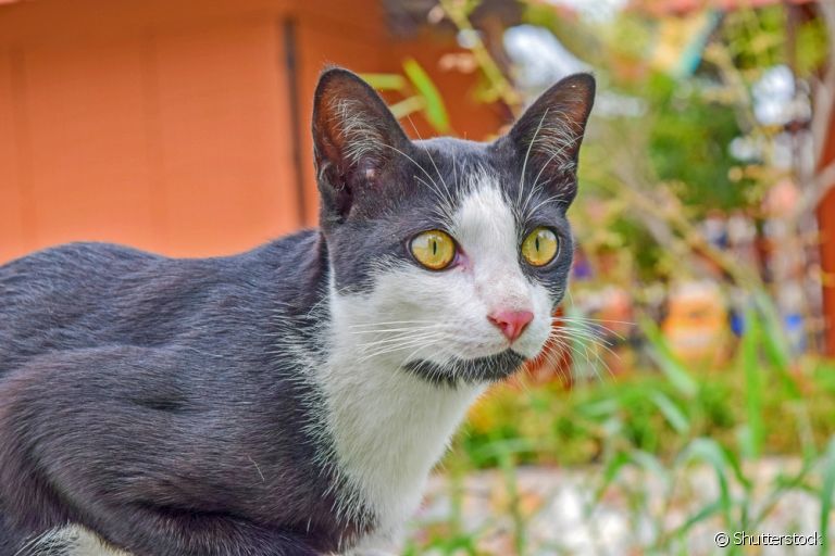 A panleucopenia felina é transmitida por um vírus altamente resistente que pode permanecer ativo por longos períodos no ambiente