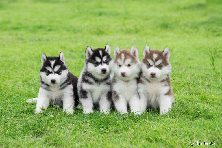 Afinal, você sabe quais as cores do Husky Siberiano? Veja todas as possibilidades logo abaixo!