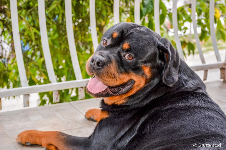 Conheça raças de cachorro que possuem o instinto protetor nas veias