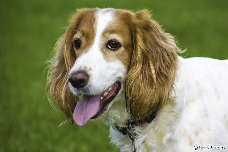 Você sabe quais são os tipos de pelagem de cachorro? Descubra tudo sobre o assunto a seguir