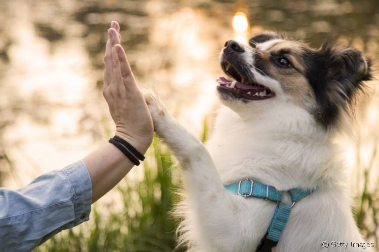 A pata de cachorro tem várias funções e pode influenciar no comportamento do animal