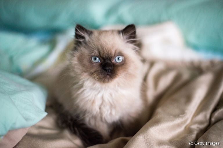 A raça de gato Himalaia é apaixonante! Conheça mais sobre o felino a seguir