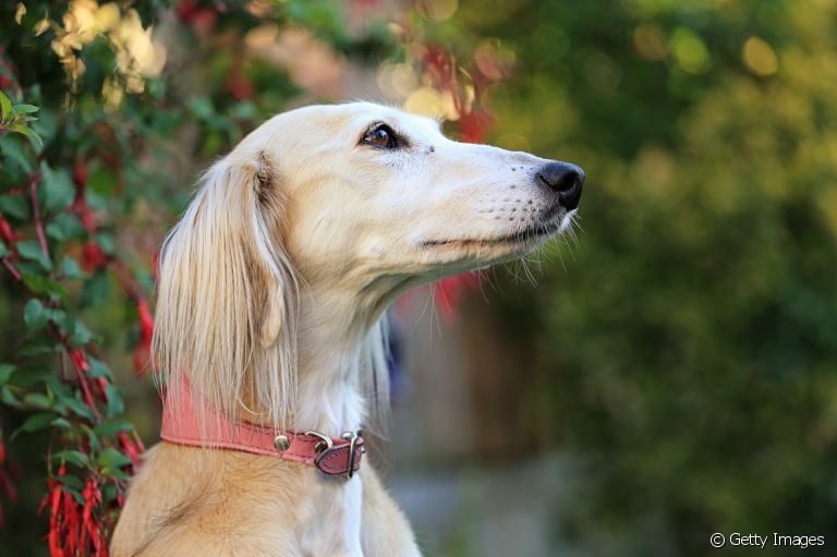 O cachorro Saluki vai te impressionar! Saiba mais sobre a raça