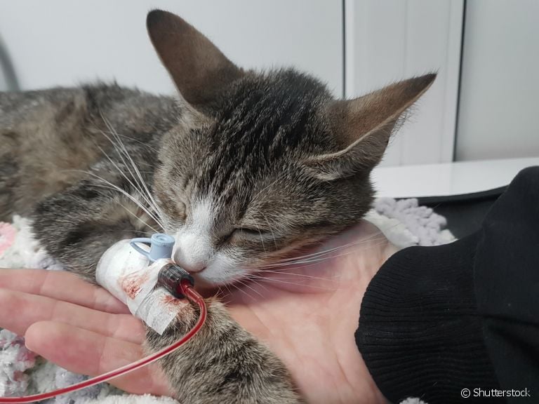 A transfusão de sangue em gatos pode ser necessária em alguns casos. Saiba mais sobre o procedimento