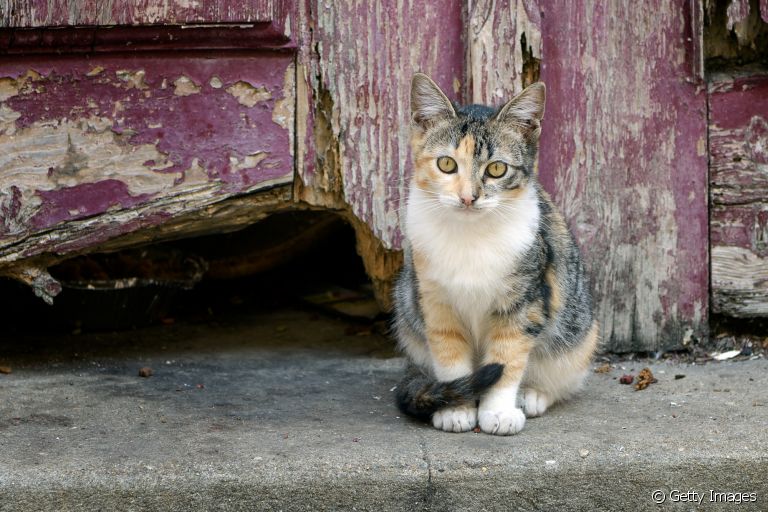 Gato feral: conheça mais sobre esse tipo de felino
