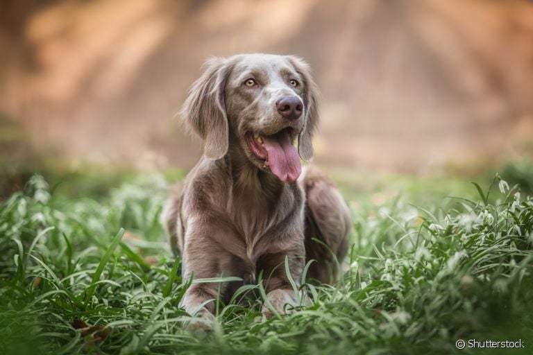 Weimaraner: saiba tudo sobre esse bebezão de porte grande