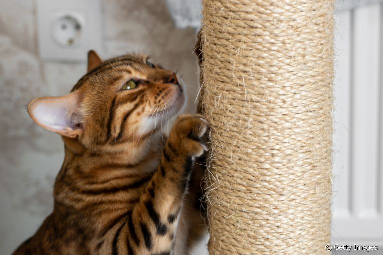 O arranhador para gatos é indispensável na rotina dos felinos