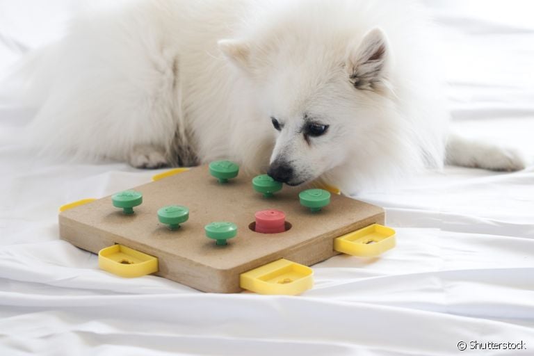 Você já conhece os brinquedos interativos para cachorro? Entenda mais sobre algumas opções que valem a pena!