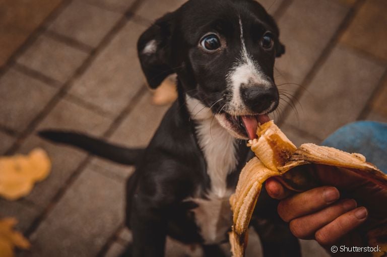 Descubra quais são as melhores frutas para cachorro