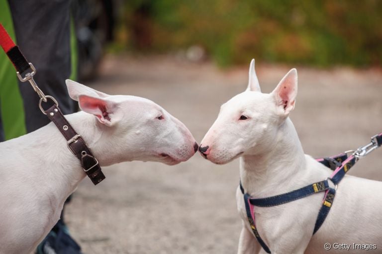 O Bull Terrier é é uma raça de cachorro com características bem peculiares