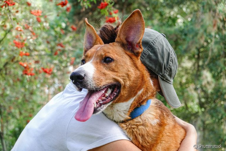 Adotei um cachorro: e agora? Saiba 5 coisas essenciais para programar antes da decisão