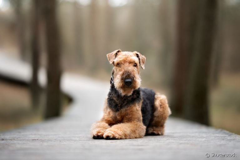 Peludo e fofo, o Airedale Terrier é um cãozinho singular que tem tudo para te conquistar