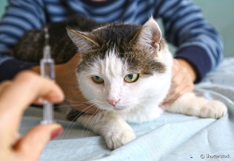 A injeção para cio de gato não é a melhor maneira de prevenir a gravidez 