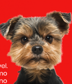 Ataque de cachorro: veja em infográfico os sinais da linguagem corporal canina que indicam uma briga