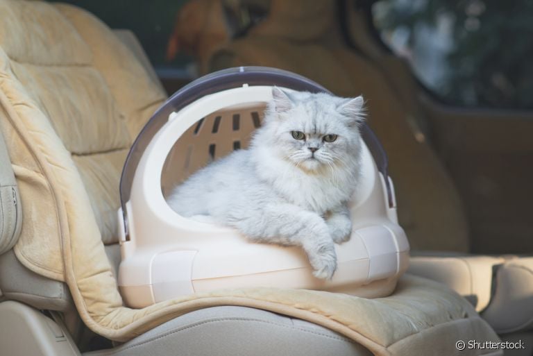 Via viajar? Saiba tudo sobre o atestado sanitário para o trânsito de cães e gatos