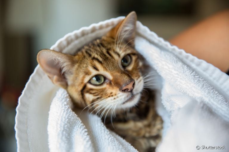 Afinal, será que pode dar banho em gato ou não? Descubra a resposta a seguir!