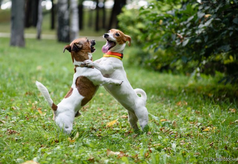 Cachorro brigando? Saiba o que pode motivar esse comportamento e como evitar