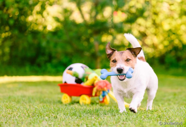 Brinquedos de nylon para cachorro: saiba tudo sobre a segurança do material