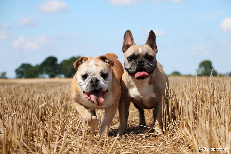 O Bulldog Inglês e o Bulldog Francês estão presente em vários lares brasileiros. Descubra suas diferenças