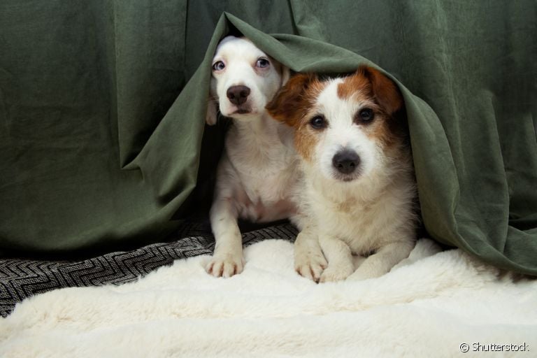 Descubra o que fazer para acalmar cachorro com medo de chuva e trovão