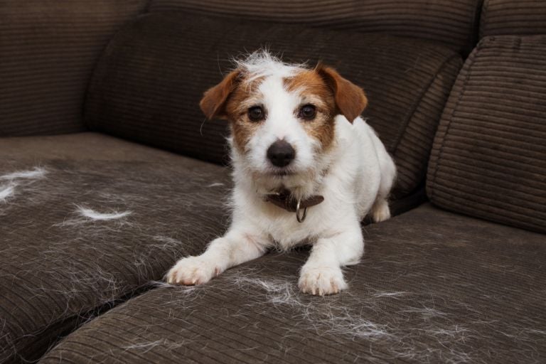 O pelo de cachorro está por todo lado? Saiba que produtos ajudam a acabar com isso!
