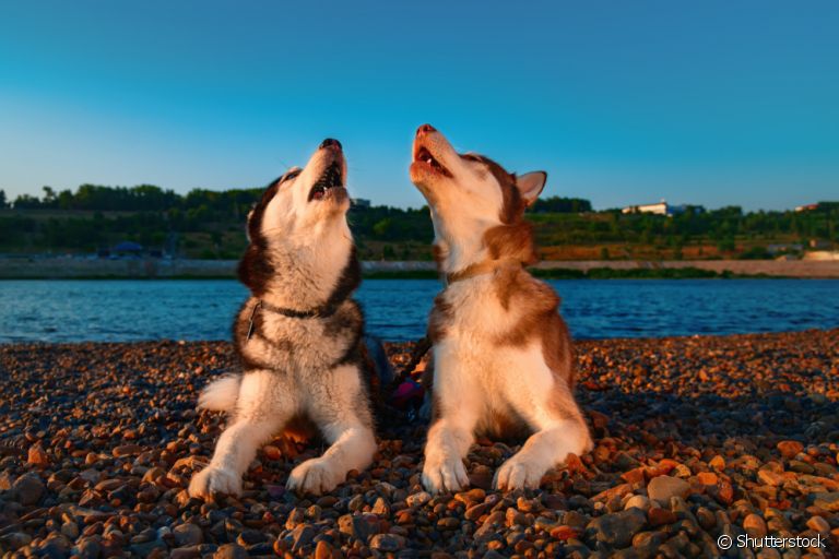 O uivo de cachorro é mais que um som: é uma forma de se comunicar