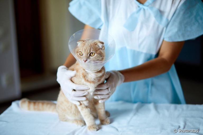 Castração de gato macho e fêmea: saiba todos os cuidados que o felino precisa ter antes da cirurgia