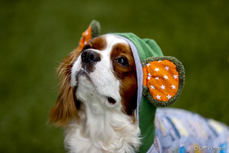 Saiba tudo sobre raça de cachorro Cavalier King Charles Spaniel, só tome cuidado para não se apaixonar! 