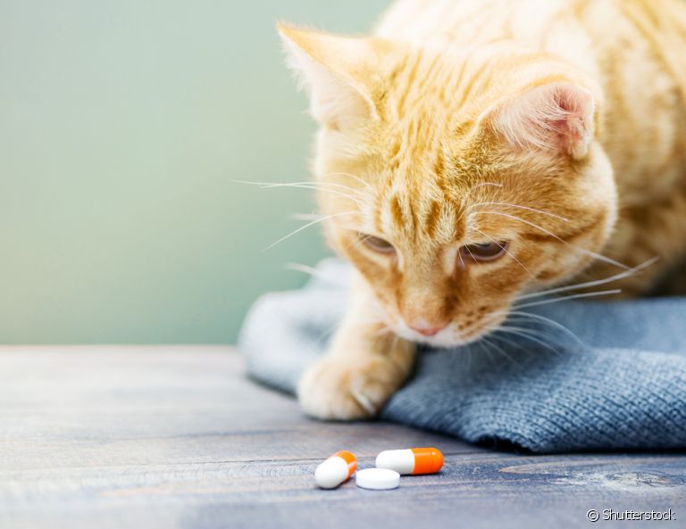 Como melhorar a imunidade do seu gato? Será que o uso de suplementos é uma opção? Descubra a seguir