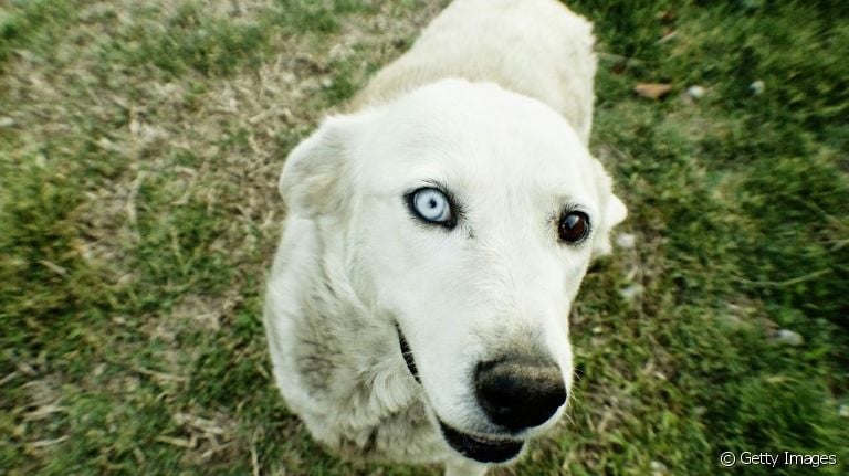 Saiba todos os cuidados que um cachorro cego precisa