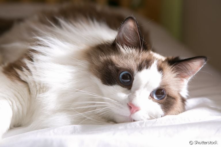 O gato Ragdoll tem um jeitinho super apaixonante. Saiba mais sobre a personalidade da raça!