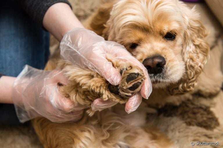 Saiba tudo sobre o bicho de pé de cachorro