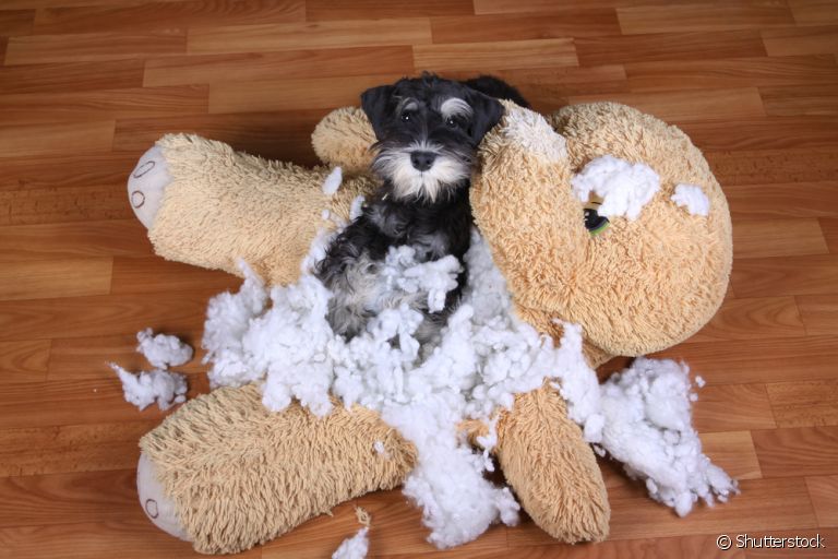 O cachorro destruidor pode ser ensinado a cuidar melhor dos brinquedos