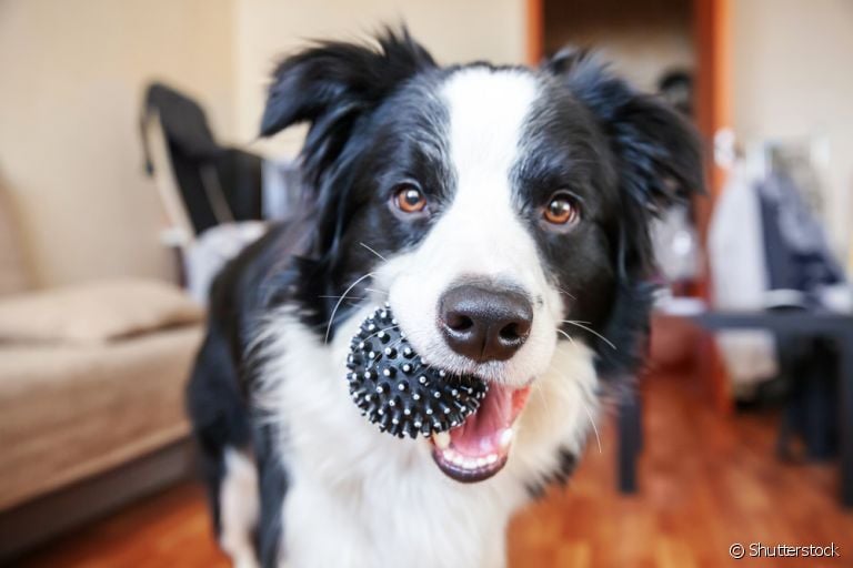 Brinquedos para cachorros destruidores: conheça algumas opções para distrair cães muito agitados