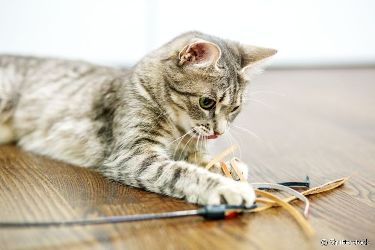 Os brinquedos para gatos com catnip fazem muito sucesso. Veja como fazer um! 
