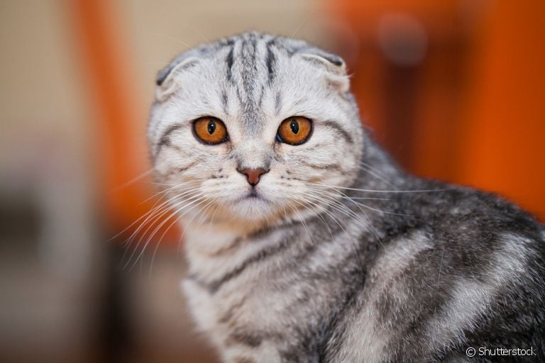 Os gatos são inteligentes? Como funciona a memória felina? Veja o que descobrimos!