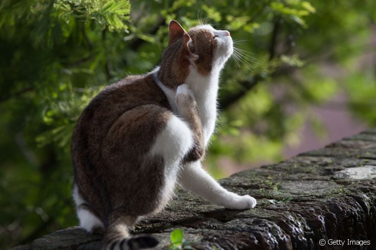 O carrapato em gato geralmente provoca muita coceira e incômodo no animal