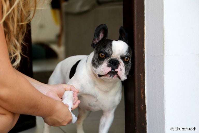 Você limpa as patas do cachorro depois do passeio? O hábito é importante na rotina dos cães