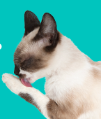 Como ocorre a alergia a gatos? Veja o infográfico para entender de uma vez por todas!