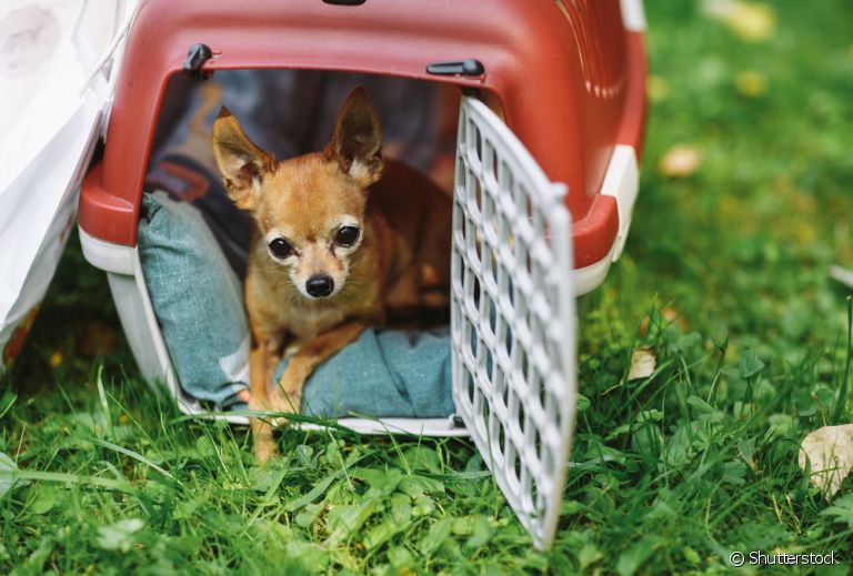 Quer viajar de ônibus com cachorro? Veja algumas dicas importantes para nada dar errado! 