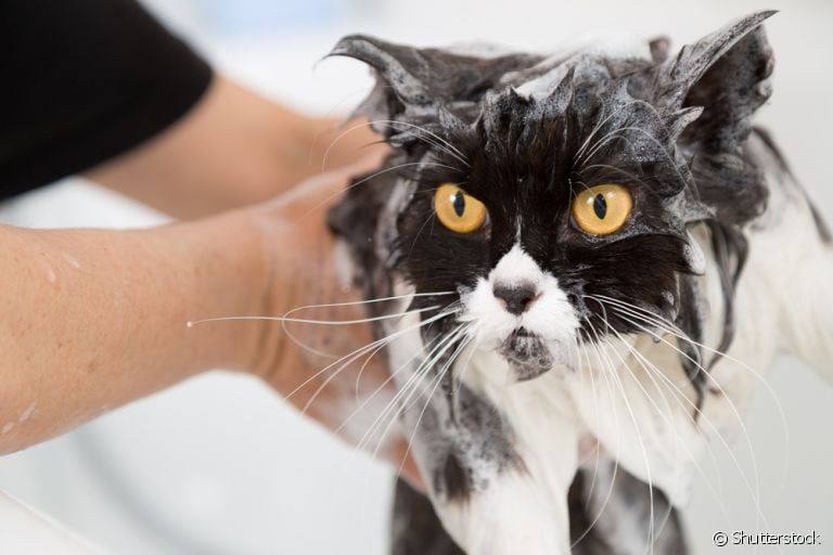 O shampoo para gatos precisa ser recomendado por um veterinário. Saiba mais!