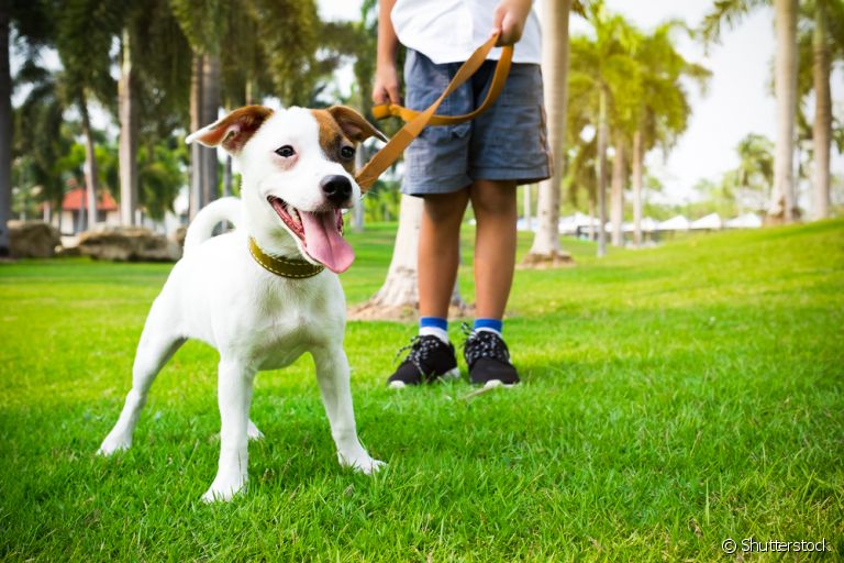 É muito mais fácil educar cachorro quando ele ainda é filhote