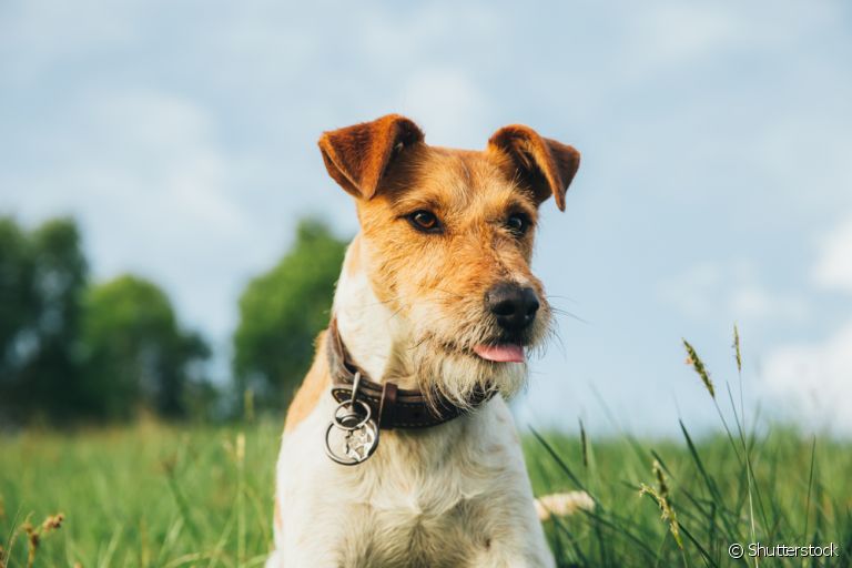 O Fox Terrier é um cãozinho que tem tudo para fazer você se apaixonar!