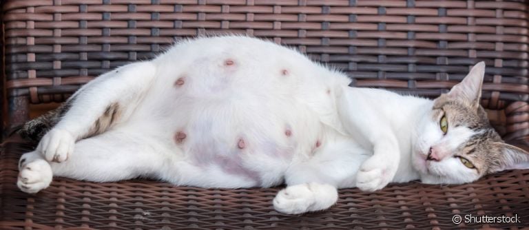O parto de gato é um momento especial e que precisa de atenção