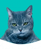 Gato bravo? Veja em infográfico os sinais mais claros de que o bichano está irritado