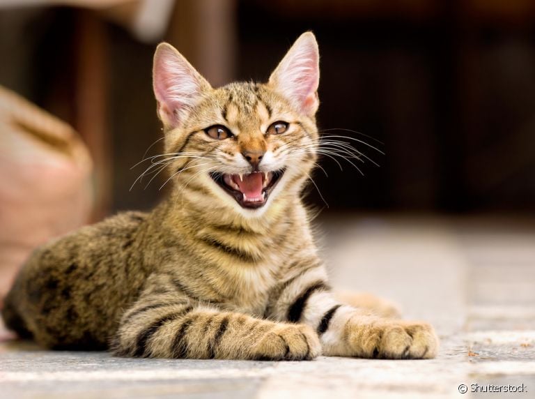 Conheça os diferentes tipos de miado de gato! 