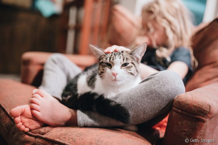 Descubra por que alguns gatos não gostam de colo e outros sim