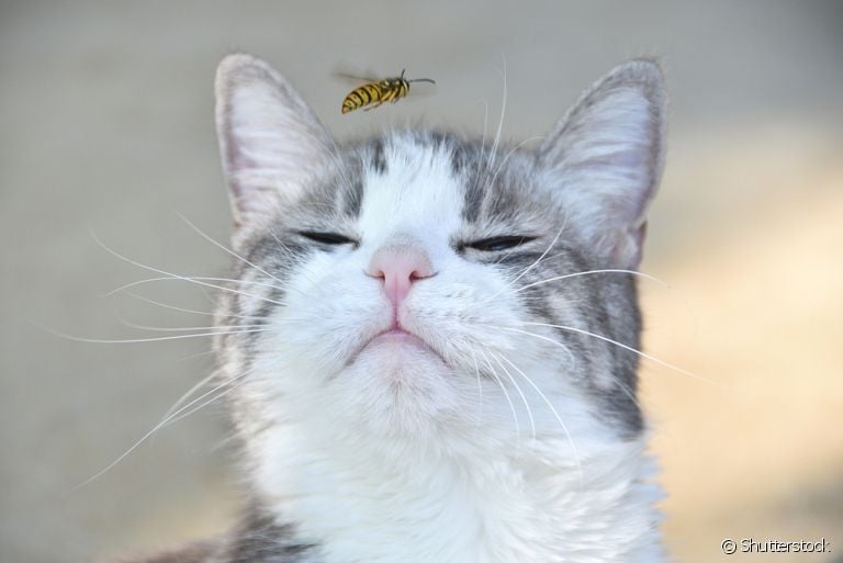 Entenda o que fazer com o gato picado por abelha e como identificar a situação
