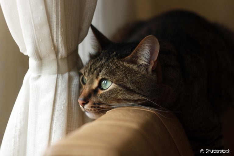 Depressão em gatos: descubra como a doença se manifesta no universo felino